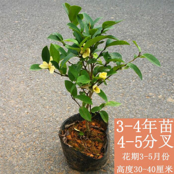 雪沫含笑花苗浓香型花卉带花苞室内阳台耐寒四季常青植物含笑花盆栽3年苗40厘米高带分枝当年开花带育苗盆带原土发货送肥料 图片价格品牌报价 京东