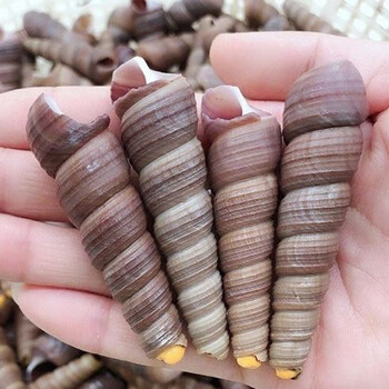 钉螺鲜活去尾免处理新鲜海螺丝钉螺海鲜水产海锥螺丁螺去尾钉螺两斤装