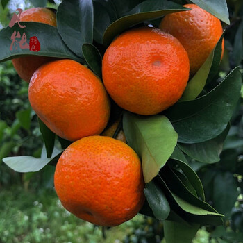 广东四会砂糖橘沙糖桔5斤装新鲜水果砂糖橘橘子桔子水果