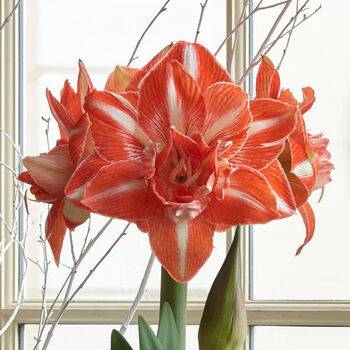 百萌阳光少女进口朱顶红种球多年生球根观花植物盆栽地栽花卉 开花球