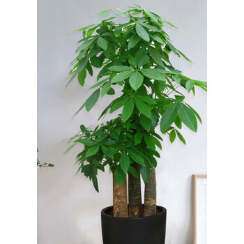发财树大叶绿萝金钱树幸福树散尾葵万年青大型植物盆栽室内绿植步步高发财树 约1 6 1 7m 图片价格品牌报价 京东 发财树大叶绿萝金钱树幸福树散尾葵万年青大型植物盆栽室内绿植步步高发财树 约1 6 1 7m 图片价格品牌报价 京东