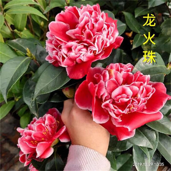 庭院苗 四季香妃庭院 山庭院盆栽带花苞浓香型庭院树苗室内 火龙珠 4