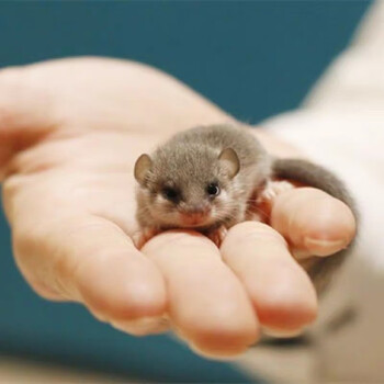 【小秋宠物】打过疫苗家养网红西班牙睡鼠活体幼崽拇指鼠宝宝小型