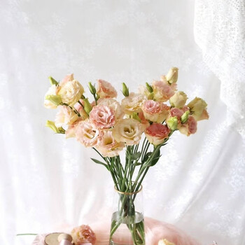 花易宝 Huaeb 洋桔梗 龙胆 香槟色洋桔梗鲜花批发昆明基地鲜花直发家用鲜花订阅香槟色0 6kg 扎 图片价格品牌报价 京东