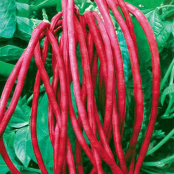 早熟五月红豇豆种子四季播高产红豇豆角盆栽长豆角籽蔬菜种子原厂彩包