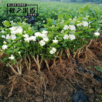 老桩茉莉花苗盆栽室内花卉观花植物四季好养开花不断绿植盆栽白茉莉5年苗3棵 图片价格品牌报价 京东