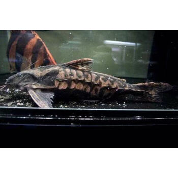 普铁甲武士鱼活体艾温艾尔温尼铁甲海豚长须铁甲武士大型鱼鲶鱼水财神