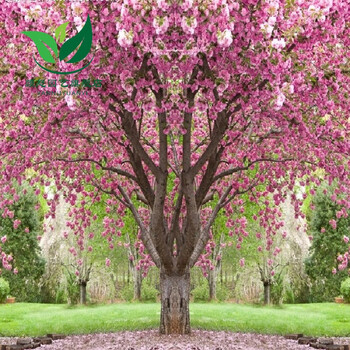樱花苗日本樱花树苗嫁接早樱树苗晚樱苗盆栽地栽樱花小苗绿化苗木 根茎8公分粗(一级树形品种备注 其他【图片 价格 品牌 报价】-京东