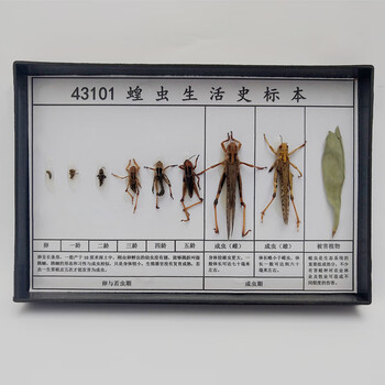 昆虫标本动物生活史植物发育蜜蜂知了害虫益虫标本香槟色蝗虫生活史2