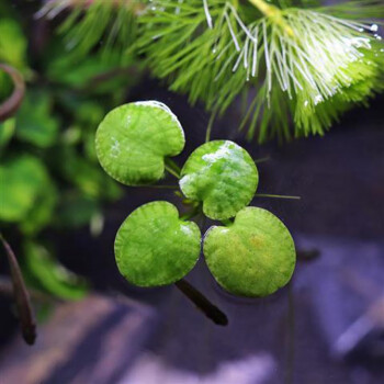 魚缸造景肚兜浮萍水草圓心萍槐葉萍水邊水草活體植物造景裝飾 豹紋萍1