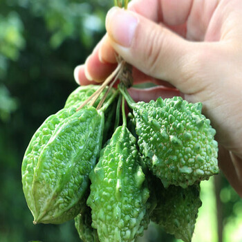 钦辰奕【速发】【冷链运输】泰国吃播多籽硬 生吃山苦瓜 新鲜癞瓜 青