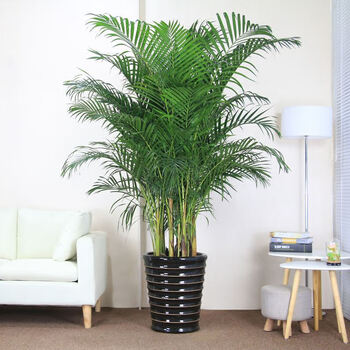 德里赫特体现未达预期，西尔维斯特以为他非曼联理思中卫人选(德里赫特踢左中卫如故右中卫)