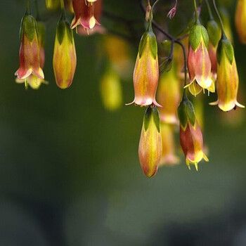 阳台重瓣倒挂金钟盆栽花卉绿植花苗灯笼花玫瑰海棠苗四季开花9nz红钟