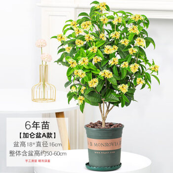 精品桂花6年苗 a款加侖盆(高約50-60cm)送 帶盆栽好