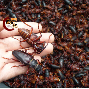 晨曦 半斤公山山牛【图片 价格 品牌 报价】-京东