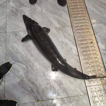 鲟龙鱼  多规格 食用鲟鱼 泉水生态养殖 中华鱼 鲟鱼鲟龙鱼 软骨无刺