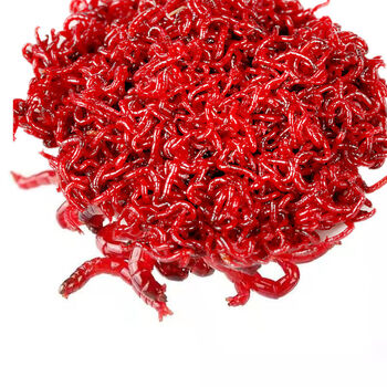 u天津鲜活红虫活饵钓鱼红虫活体特大公虫鱼饵批发无杂质鱼食10g音然