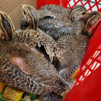 瑾伦珍珠小鸡苗半斤五颜六色真珠鸡活苗珍珠鸟小鸡山鸡脱温一斤鸡 4-6