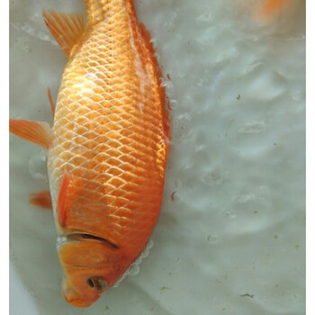 红鲤鱼苗淡水鱼塘养殖食用活体兴国红鲤鱼苗包活生长速度超快 红鲤鱼3