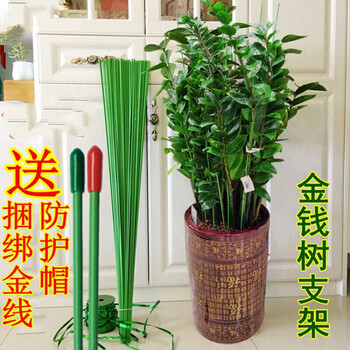 花友金钱树支架园艺铁丝金钱树蔬菜瓜果爬藤支架花卉支撑杆植物支撑杆防倒固定50cm长3mm细10根 图片价格品牌报价 京东 花友金钱树支架园艺铁丝金钱树蔬菜瓜果爬藤支架花卉支撑杆植物支撑杆防倒固定50cm长3mm细10根 图片价格品牌报价 京东