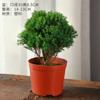 黄金雾松盆栽盆景植物室外室内绿植好养活办公室四季摆件松树造景