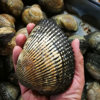 鲜活大赤贝海鲜贝类新鲜大毛蚶活蛤蜊毛蛤血蛤生吃刺身水产2斤装