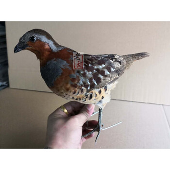 【标本工作室】公母竹鸡标本假媒 竹鸡假煤模型 教学标本 公竹鸡(送