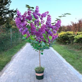 侬律丁香花树苗庭院花树风景树丁香花苗地栽盆栽耐寒苗木蓝色风暴浓香南北方四季种植绿化苗木行道树景观树 紫丁香从生4年苗 带土球发货 图片价格品牌报价 京东