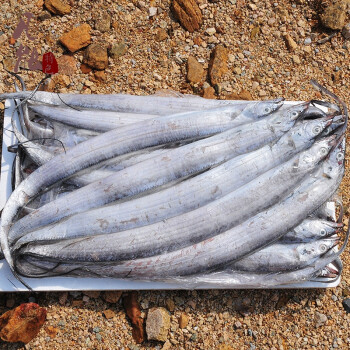 青岛海鲜特产 带鱼新鲜冷冻整箱整条鲜活冰鲜水产野生大带鱼刀鱼 4000