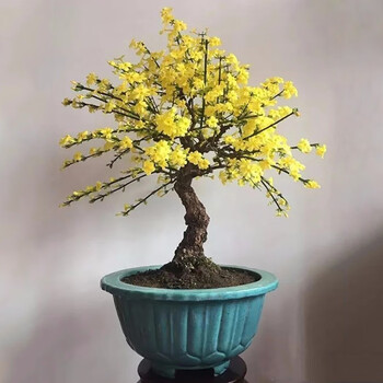 心头肉迎春花树苗盆景探春花庭院盆栽攀援爬藤耐寒植物室内垂吊类 15