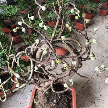 梦花树苗结香花苗庭院花卉灌木丛生树打结花树梦冬花喜花耐寒北方造型