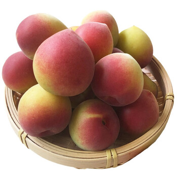 zxc福建诏安青梅果鲜果 23年生梅果酸脆新鲜水果泡酒梅子酸梅果酵素 5