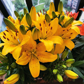 带芽发货 耐寒多年生观花植物盆栽四季种植阳台庭院花卉