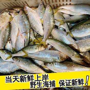 新鮮鮮活鰣魚野生海鯽魚一斤約4-5條左右魚類海魚連雲港海鮮水產 一斤