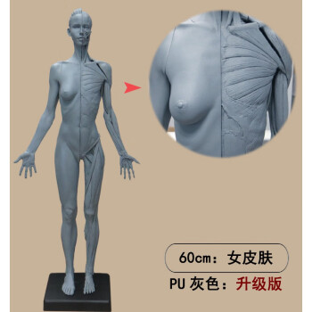 人体模型器官教具素描cg参考3dmax设计绘画用人体肌肉骨骼解剖模型60cm 女皮肤 Pu灰色 图片价格品牌报价 京东