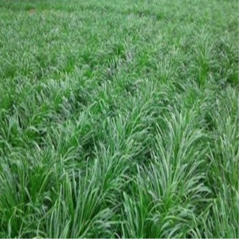 鱼塘水草水花生伊乐藻吃不败轮叶黑藻小龙虾鱼蟹养殖水草 黑麦草种子3