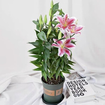 5颗香水百合花种子百合花盆栽百合种球带芽四季室内绿植粉色香水百合种球5颗 加仑盆 土 生根粉 图片价格品牌报价 京东