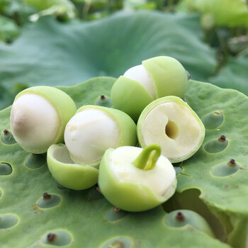 新鲜莲子米水果莲子新鲜莲蓬鲜莲子米生吃农家现货微山湖3斤