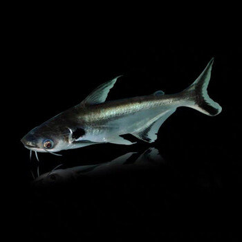 三叶宠 淡水蓝鲨活体热带鱼白化鲨劳伦迪鲨活鱼大型鱼龙鱼配鱼观赏鱼