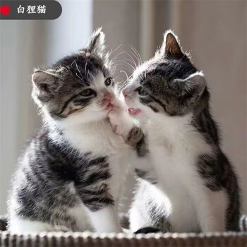 猫英短美短蓝白蓝猫虎斑布偶德文金渐层银渐层金吉拉幼猫 加菲猫混血