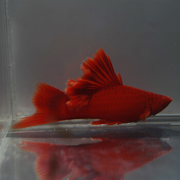 荣郁高鳍红箭鱼苗菊花帆红剑鱼狼牙热带鱼观赏鱼刀公新品5个月精品