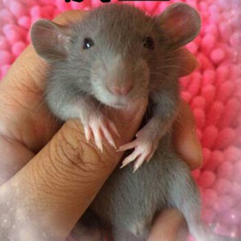 花枝鼠活体宠物飞象耳花枝鼠哈士奇花枝鼠小宠物全国包活飞象耳奶牛大白飞象耳 浅蓝宝宝 图片价格品牌报价 京东 花枝鼠活体宠物飞象耳花枝鼠哈士奇花枝鼠小宠物全国包活飞象耳奶牛大白飞象耳 浅蓝宝宝 图片价格品牌报价 京东