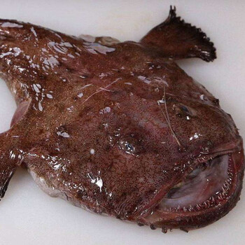 整条安康鱼新鲜丑鱼蛤蟆鱼大嘴鱼深海鱼鮟鱇鱼无刺鱼海鲜带肚带肝555