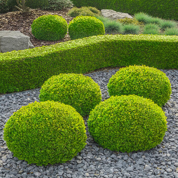 金叶女贞球园林绿化庭院球形植物小叶女贞树苗金森女贞苗四季常青