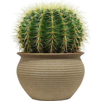 茗羽珺玥多肉植物仙人球金冠超大金琥大金琥仙人球办公室绿植花卉多肉