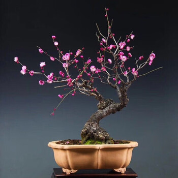 苗海棠苗三角梅苗阳台庭院种植耐寒耐旱植物盆栽地栽当年开花 榆叶梅