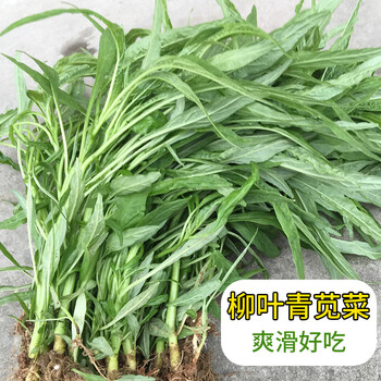 颜集卉柳叶青苋菜种子绿笕菜汗汉菜种籽春夏季农家蔬菜野菜青菜种孑四季柳叶绿苋菜种子克 图片价格品牌报价 京东 颜集卉柳叶青苋菜种子绿笕菜汗汉菜种籽春夏季农家蔬菜野菜青菜种孑四季柳叶绿苋菜种子克 图片价格品牌报价 京东