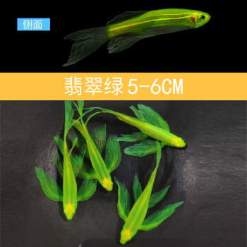 榮鬱 群遊蝶翼翡翠綠斑馬魚小型魚熱帶魚觀賞魚魚苗冷水魚觀背青鱂 1