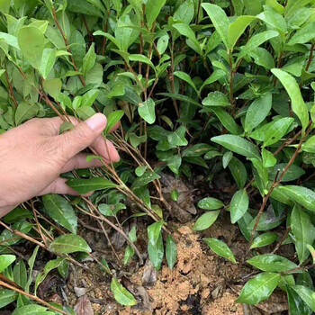 茶苗日照绿茶苗茶树苗北方种植茶叶苗绿茶苗龙井中茶树盆景 2年苗10棵