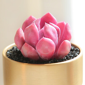 物鲜仙子多肉植物组合盆栽花卉植物罕见稀有品种一整箱老桩多肉批发